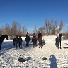 Конная прогулка в Ульяновске. Подарочные сертификаты Ultra Подарки. Купить оригинальный подарок или подарочный сертификат на Конная прогулка в Ульяновске. Сервис UltraPodarki.ru 8-800-505-9530. Катание на лошадях, Прогулка на лошади, Прогулка на лошадях для двоих, Конная прогулка, конный клуб, Конный клуб, конная прогулка, конная прогулка в Ульяновске