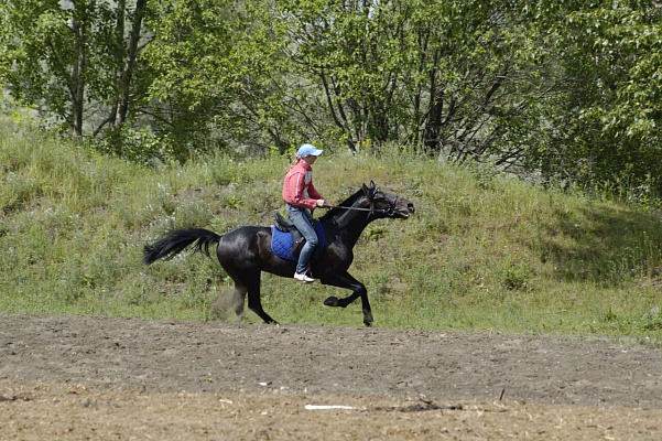 Конная прогулка в Ульяновске. Подарочные сертификаты Ultra Подарки. Купить оригинальный подарок или подарочный сертификат на Конная прогулка в Ульяновске. Сервис UltraPodarki.ru 8-800-505-9530. Катание на лошадях, Прогулка на лошади, Прогулка на лошадях для двоих, Конная прогулка, конный клуб, Конный клуб, конная прогулка, конная прогулка в Ульяновске