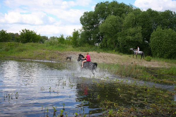 Конная прогулка в Ульяновске. Подарочные сертификаты Ultra Подарки. Купить оригинальный подарок или подарочный сертификат на Конная прогулка в Ульяновске. Сервис UltraPodarki.ru 8-800-505-9530. Катание на лошадях, Прогулка на лошади, Прогулка на лошадях для двоих, Конная прогулка, конный клуб, Конный клуб, конная прогулка, конная прогулка в Ульяновске