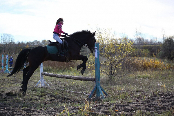 Конная прогулка в Ульяновске. Подарочные сертификаты Ultra Подарки. Купить оригинальный подарок или подарочный сертификат на Конная прогулка в Ульяновске. Сервис UltraPodarki.ru 8-800-505-9530. Катание на лошадях, Прогулка на лошади, Прогулка на лошадях для двоих, Конная прогулка, конный клуб, Конный клуб, конная прогулка, конная прогулка в Ульяновске