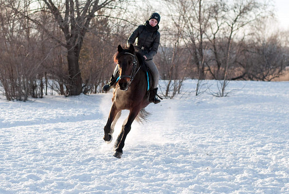 Конная прогулка в Ульяновске. Подарочные сертификаты Ultra Подарки. Купить оригинальный подарок или подарочный сертификат на Конная прогулка в Ульяновске. Сервис UltraPodarki.ru 8-800-505-9530. Катание на лошадях, Прогулка на лошади, Прогулка на лошадях для двоих, Конная прогулка, конный клуб, Конный клуб, конная прогулка, конная прогулка в Ульяновске